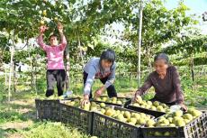 湖南隆回金石桥镇：果蔬飘香产业兴旺