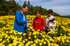 安徽黄山：歙县万亩菊花采收忙