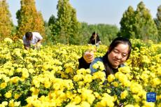 山东嘉祥：有机菊花助增收