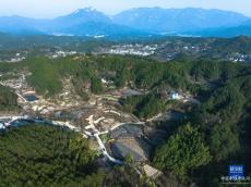 乡村行·看振兴｜大别山麓药材种植富乡村