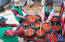 山东枣庄：大棚草莓种植助力农民增收