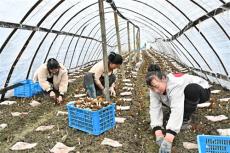 湖南隆回麻塘山乡：种植羊肚菌“冬闲田”变成“致富田”