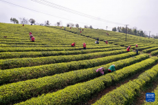 湖南望城：明前茶飘香 茶农采制忙