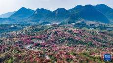 贵州毕节：大地春归 花开锦绣