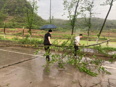 湖南宁远县禾亭镇：狂风暴雨过后，加紧清理倒伏树木