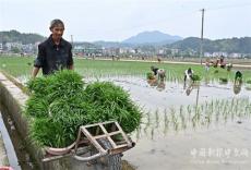 隆回羊古坳镇：创建再生稻示范引领粮食产业提质增效