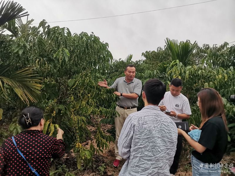 李豫在咖啡园向当地群众介绍新品种。本人供图