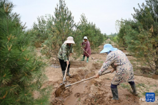 河北石家庄：河滩荒地变身生态屏障