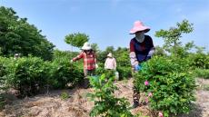 安徽庐江：食用玫瑰 助农增收