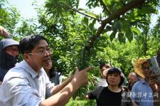 贵州：科技种植蜂糖李“双突破”