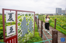 浙江宁波：夏日赏荷正当时