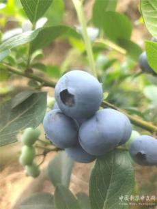 蓝莓检测农残未检出丨毕节市县老科协高质量发展见成效