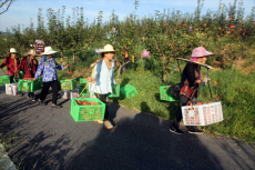 衡阳市珠晖区：果农开心收“梨”物 引来游客采摘“热”