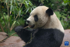旅美大熊猫“云川”“鑫宝”8月与游客见面