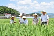 科技“护航”，湖南水稻专家酷暑进田间