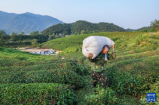 浙江建德：夏茶迎丰收