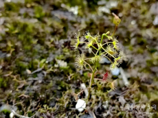 福建永安发现会“吃虫”的神奇植物