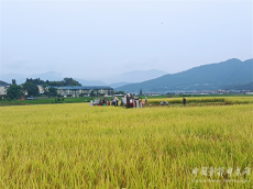 福建永安：党建赋能“稻”路宽