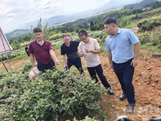 藤茶种植让汝城县道地药材迸发新活力