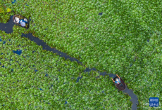 浙江湖州：处暑时节采菱忙