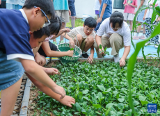 金秋校园劳动实践迎丰收