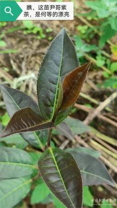 六大河报道 | 尹哥紫茶：乌蒙大山的茶中珍品