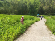 福建三明永安：水稻制种“赶花”忙