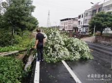 常宁市罗桥镇：清理残枝断树 消除安全隐患