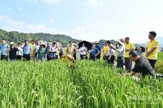 湖南省水稻规模种植效益提升现场观摩会在隆回县举行