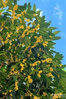 大院桂花飘香