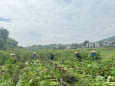 福建永安：闲置地“芋”见好个秋