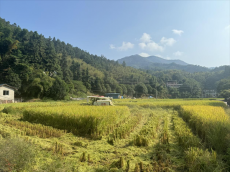 福建永安：中稻丰收 颗粒归仓