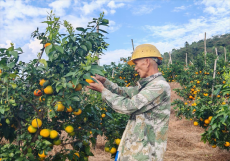 福建永安：“红美人”迎来高甜时刻