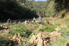 复耕地里种黄姜，今年创收180万元