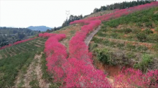 福建永安：樱花盛开 迎来浪漫春日