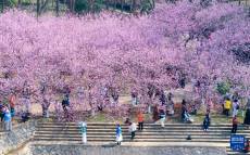 踏青赏花享春光