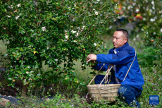 坚守荒山植绿 4000亩草坡变“花果园”