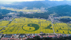 周末5万人嗨翻了这个3A景区 这个万亩油菜花海邀您赴约