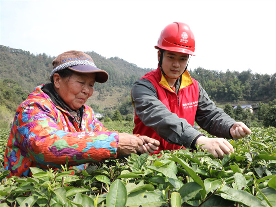 助农采茶促增收