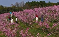 安徽庐江：桃花灿烂赢游客